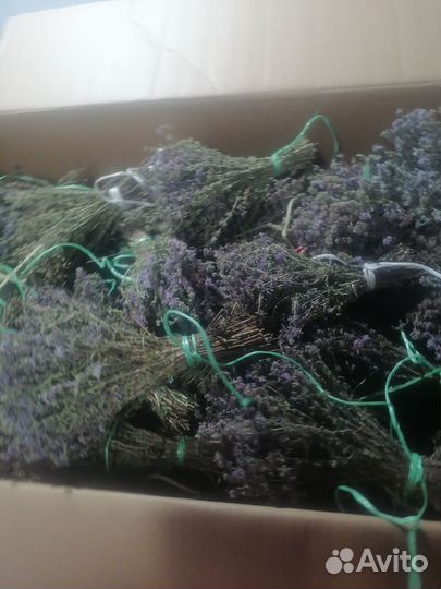 Мята болотная омбало