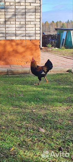 Молодые петухи