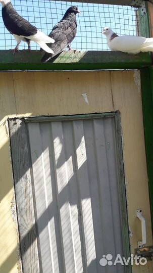 Продам голубей