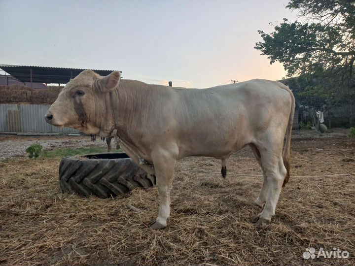 Быки на племя