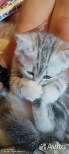 Британский котенок девочка