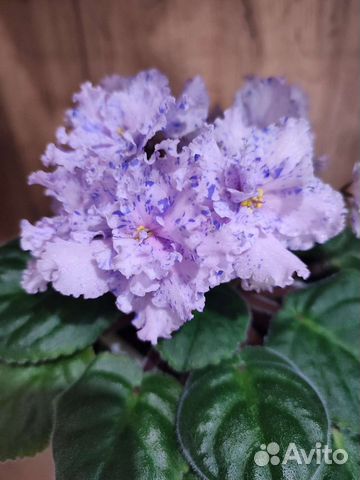 Сортовые сенполии