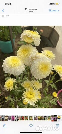 Хризантема