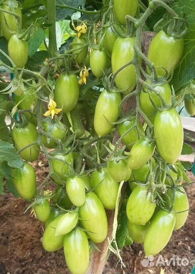 Семена коллекционных сортов томатов и перцев