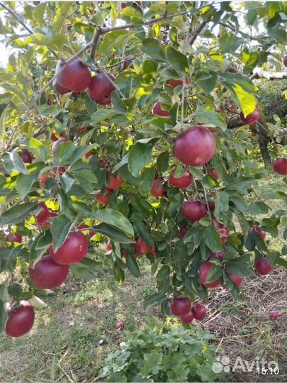 Яблоки Джонатан маленькие и большие около 160кор