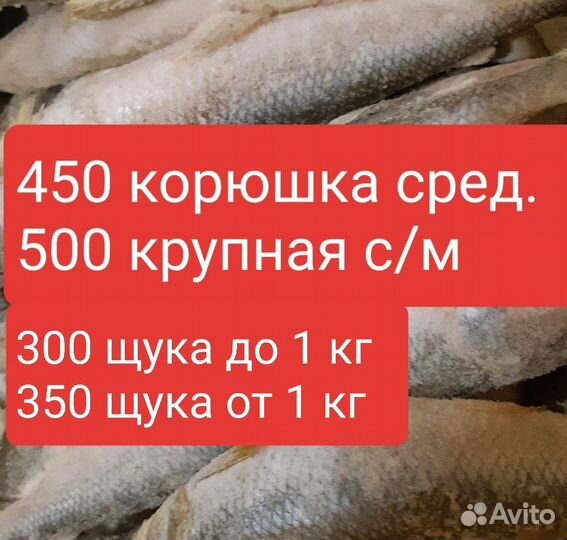 Рыба щука, корюшка