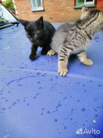 Котята В добрые руки приучены к лотку