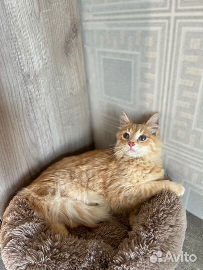 Рыжий котёнок в добрые руки
