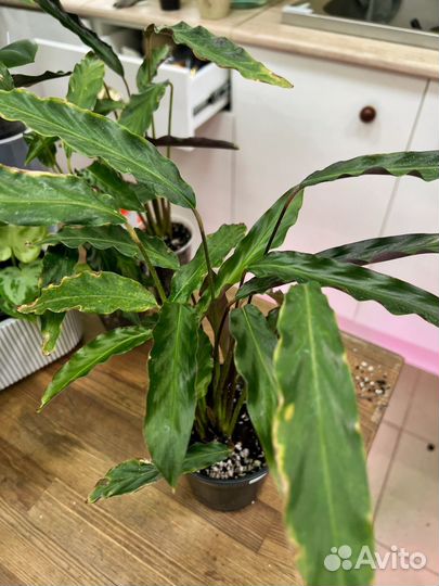 Калатея элгер грасс