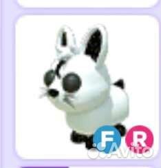 Продаётся очень редкий фр кролик, и белка фр