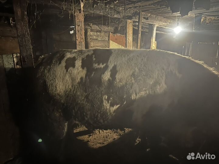 Быки на мясо