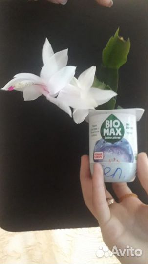 Декабрист горшочный