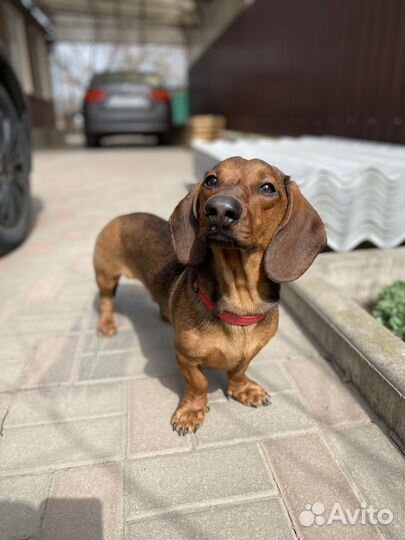 Такса вязка