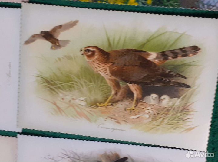 Художественные открытки: ягоды, птицы, рецепты, пе