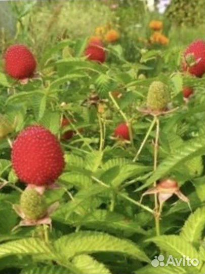 Тибетская малина саженцы