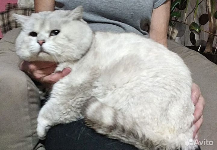 Британский кот вязка