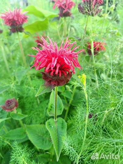 Монарда. Бронь