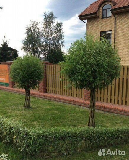 Деревья плетеные