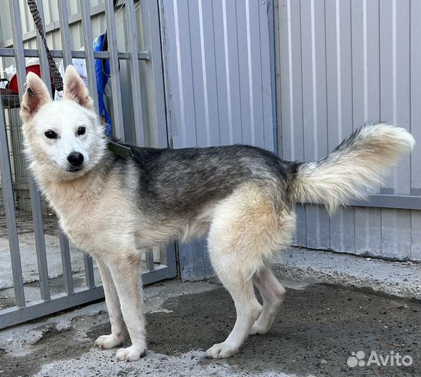 Собака в добрые руки