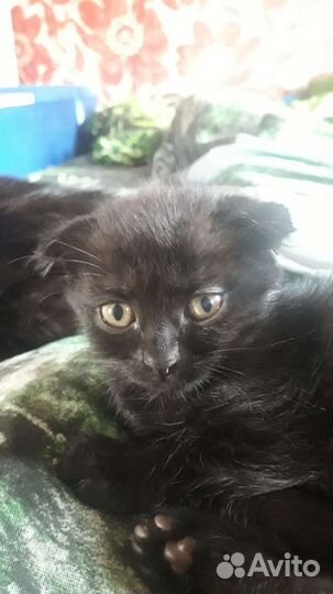 Кошка