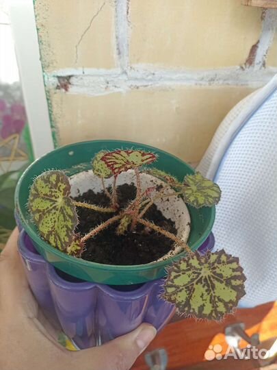 Бегония тигровая