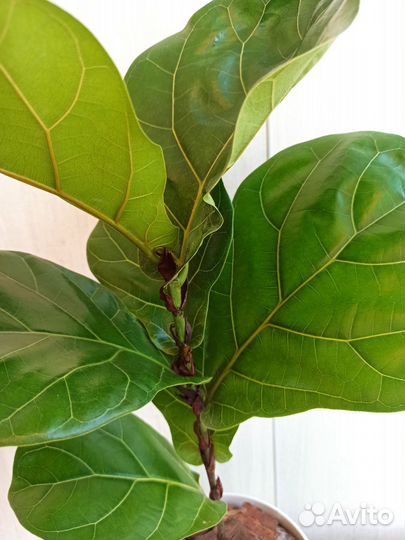 Фикус лировидный