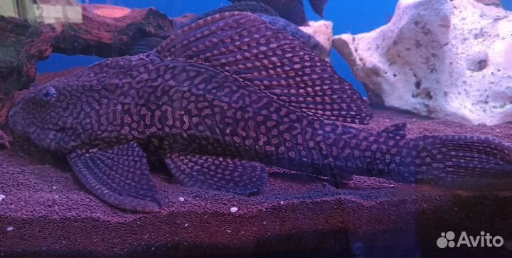 Парчовый сом