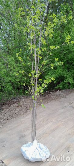 Клен Гиннала