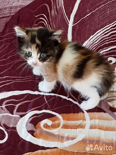 Котята бесплатно