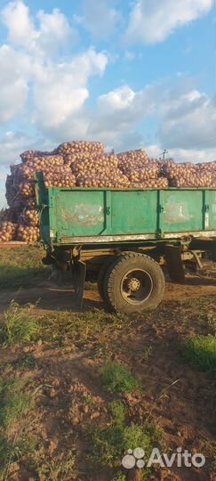 Картофель оптом