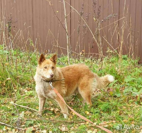 Рыжее солнышко