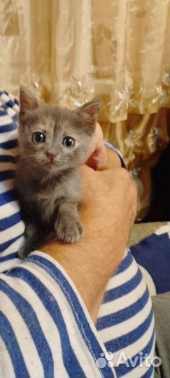 Кошки бесплатно