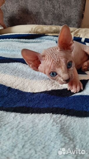 Канадский сфинкс котенок мальчик