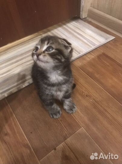 Вислоухие котята в добрые руки