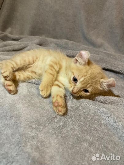 Американский керл котята