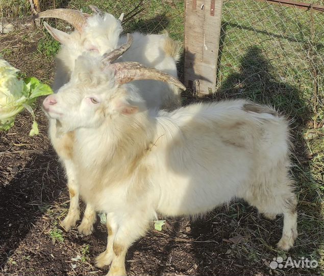 Козел зааненский