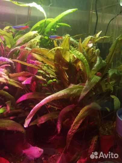 Криптокорины