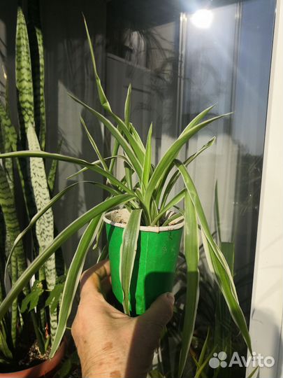 Хлорофитум