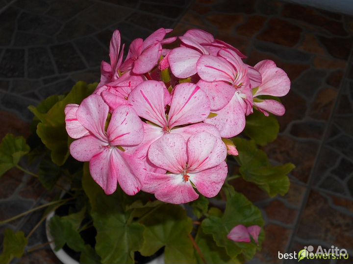 Пеларгония (укорененные черенки)