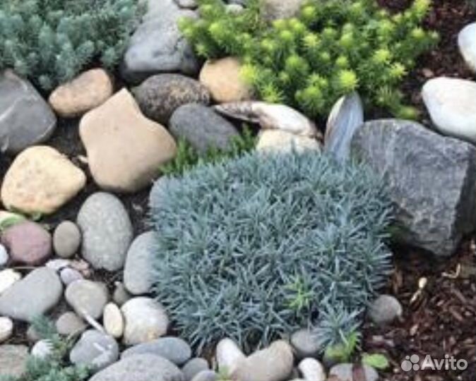 Многолетние растения для сада