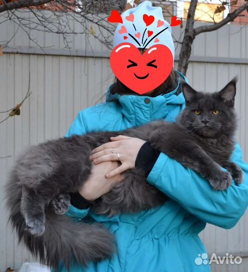 Кот на вязку мейн-кун