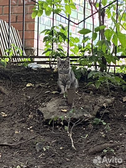 Помогите спасти котёнка