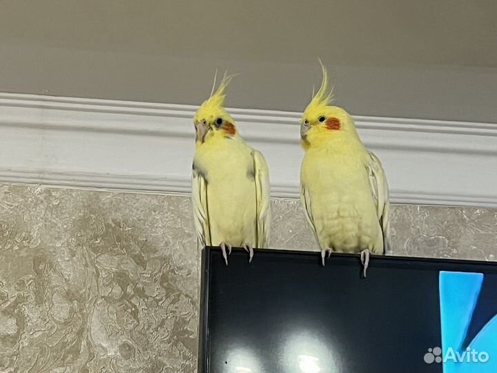 Попугай корелла