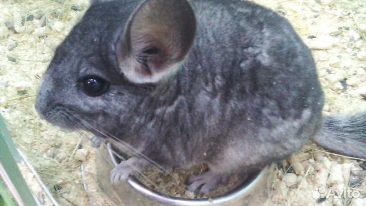 Чилийская белка дегу, морские свинки, шиншилла