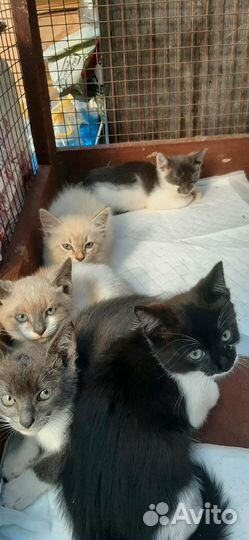 Котята в добрые руки