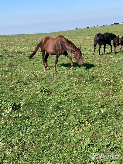 Лошадь кобыла