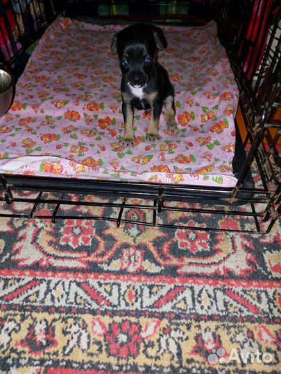 Той-терьер щенок мини