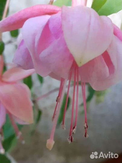 Укорененные отростки фуксии