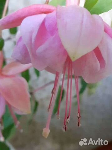 Укорененные отростки фуксии