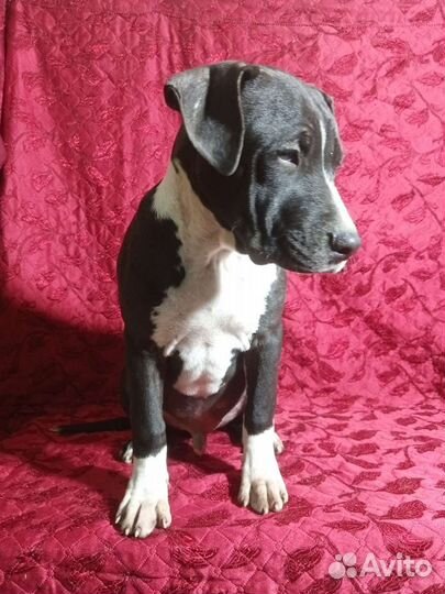 Щенки американского питбуля